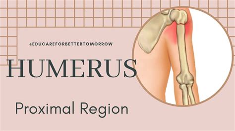 Proximal part of Humerus | Osteology | Anatomy - YouTube