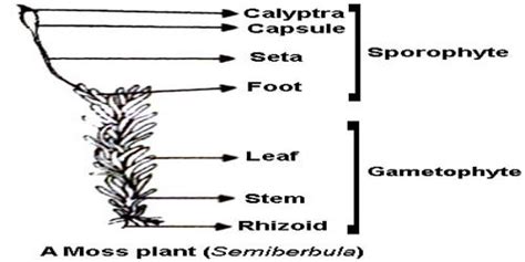 labelled diagram of Sporophyte of Moss - QS Study