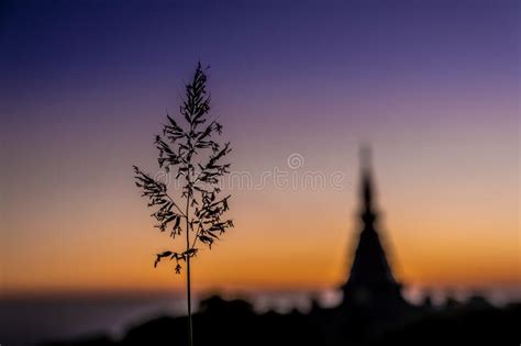 Silhouette grass on sky stock photo. Image of love, grass - 4597670