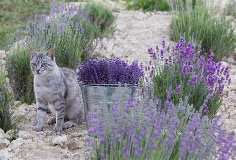 Wild Cat in Lavender Field. Stock Photo - Image of flora, harvest: 109477708