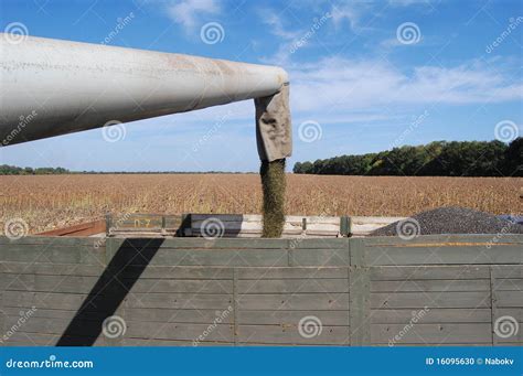 Sunflower harvesting stock photo. Image of iron, harvester - 16095630