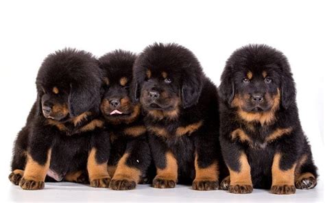 Tibetan Mastiff puppies Tibetan Mastiff puppies If you are planning to ...