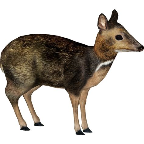 Philippine Mouse-deer (MiBound) | ZT2 Download Library Wiki | FANDOM powered by Wikia