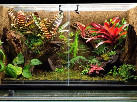 Reptiles And Houseplants: Growing Plants For A Terrarium With Reptiles