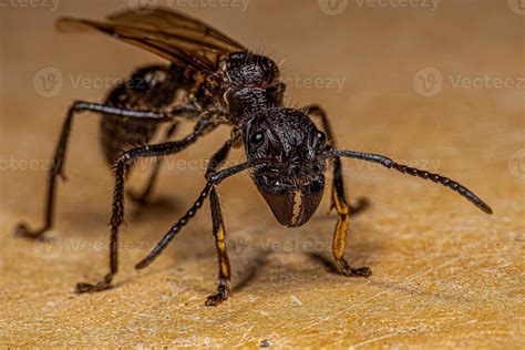 Adult Bullet Ant Queen 13071171 Stock Photo at Vecteezy