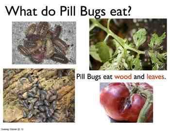 kill pill bugs in house - Pretty Important Blawker Picture Gallery