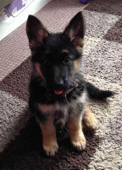 Adopt German Shepherd Puppy | PETSIDI