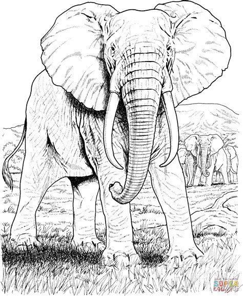 Realistic Wildlife Coloring Pages Clip Art Library 4200 | The Best Porn Website