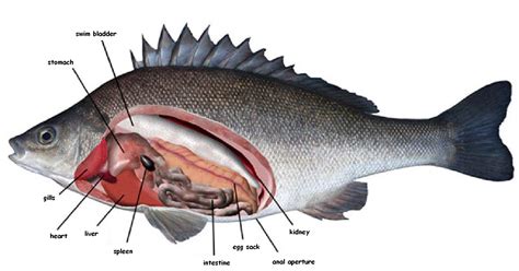 Fish Dissection Diagram