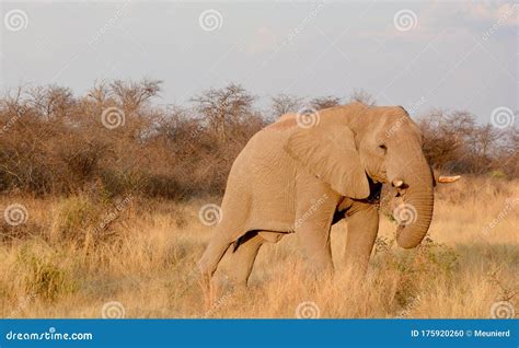 Elephants are Large Mammals of the Family Elephantidae Stock Photo - Image of follow, mammal ...