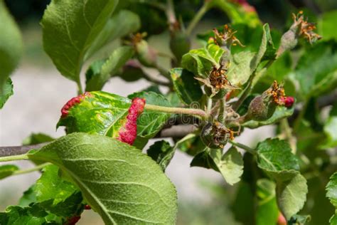 Aphids Curled Foliage, Close Up Leaf Curled on Cherry Tree, Prunus Sp ...