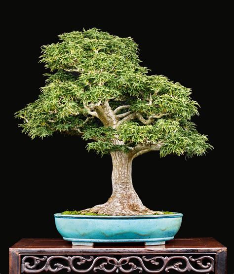 Refining A Japanese Maple Bonsai By Transplanting. This article is from ...