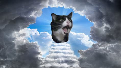 Inkky from the Screaming Cat meme Dies at 11-years-old | Know Your Meme