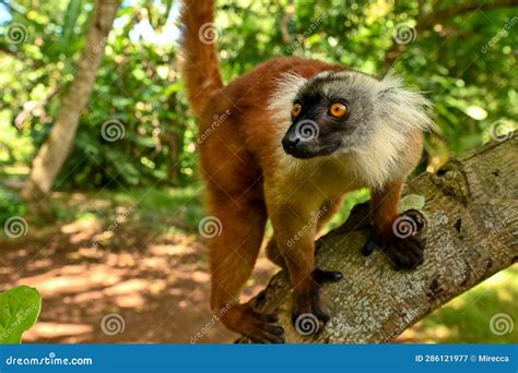 Black Lemur - Female, Madagascar Stock Image - Image of diferent ...