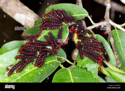 Rainforest Caterpillar Stock Photos & Rainforest Caterpillar Stock Images - Alamy