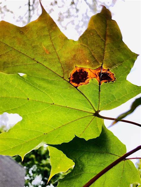 Black Spots On Silver Maple Leaves [3+ Causes and Solutions]