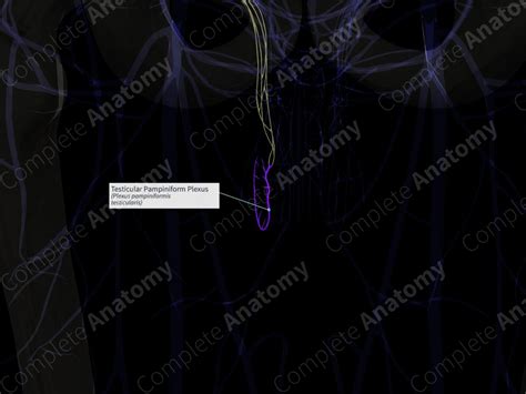 Testicular Pampiniform Plexus (Right) | Complete Anatomy