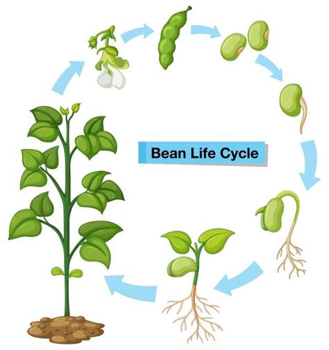 sunflower life cycle diagram - Shantell Mclendon