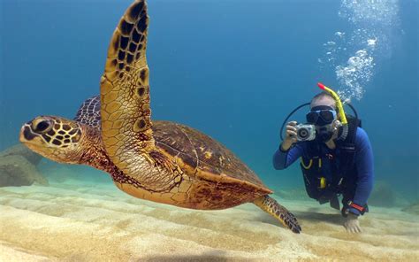 Scuba Diving Waikiki, Honolulu, Oahu, North Shore | Banzai Divers Hawaii » Beginner/Refresher Dives