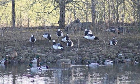 Barnacle geese - ZooChat