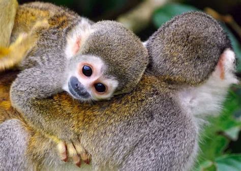 35 Squirrel Monkey Facts: All 5 Saimiri Species (Plus 8 Subspecies ...