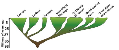 Macroevolution: Examples from the Primate World | Learn Science at Scitable