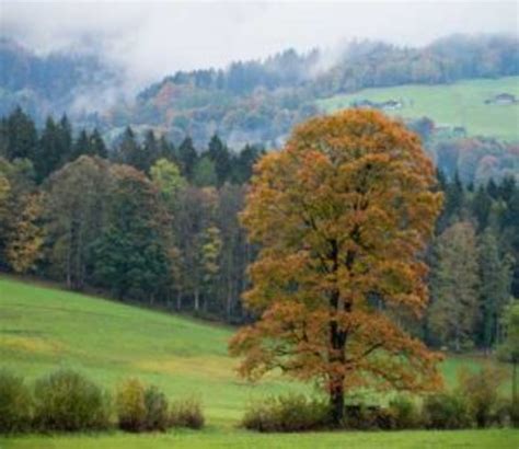 Rocky Mountain Maple Is a Handsome Year-round Tree - Horticulture