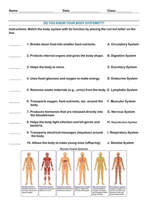 Human Body Systems Worksheets Pdf - Printable Worksheets