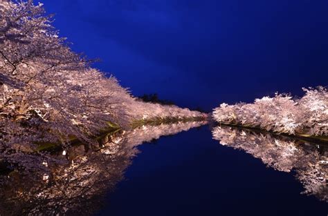 Cherry Blossoms at Night: Best Places for Cherry Blossom Night Viewing ...