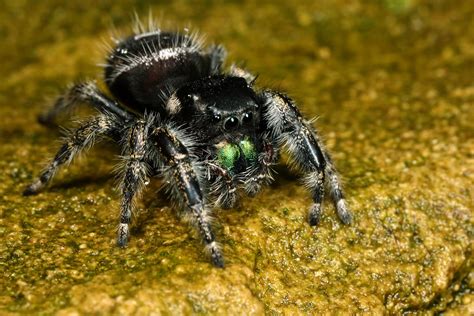 Phidippus audax pic 3 by macrojunkie on DeviantArt