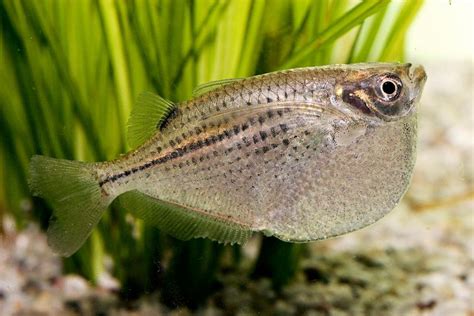 Freshwater hatchetfish - Alchetron, The Free Social Encyclopedia