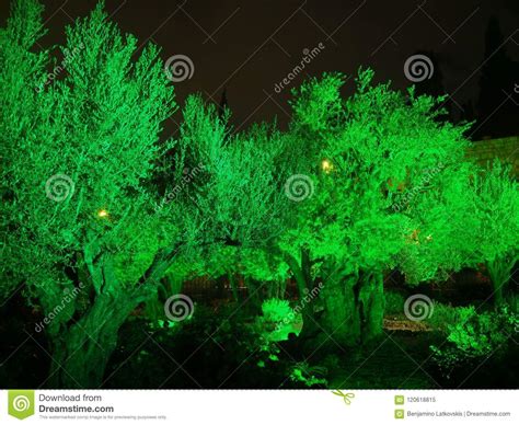 The Olive Trees in the Garden of Gethsemane on Holy Thursday Stock Image - Image of israel, holy ...