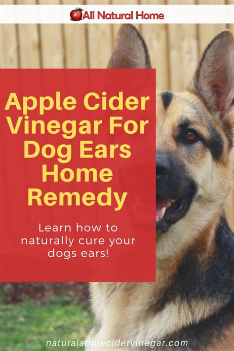 Apple Cider Vinegar for Dog Ears Home Remedy in 2020 | Dog ear, Pet care tips, Home remedies