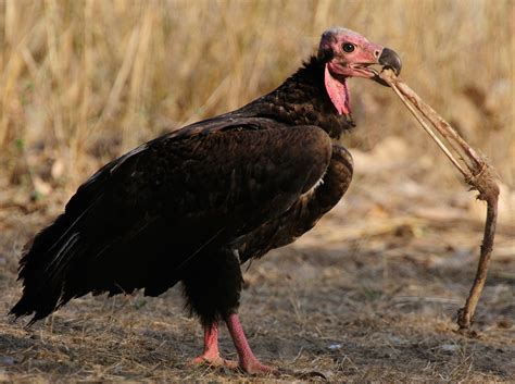 Download Animal Vulture HD Wallpaper