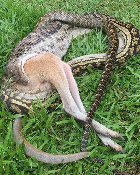 Tim Faulkner on Instagram: “Check this out! This is Australia’s longest python, the scrub python ...