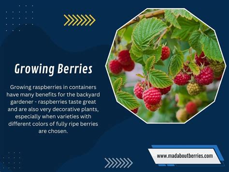 Growing Berries - Mad About Berries - Medium