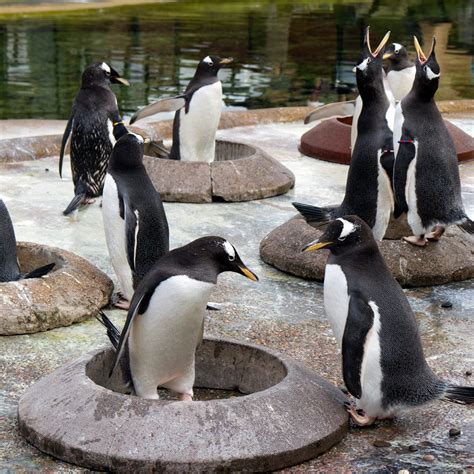 Edinburgh Zoo Penguins - EY Matters