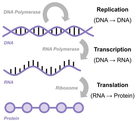 Transcription