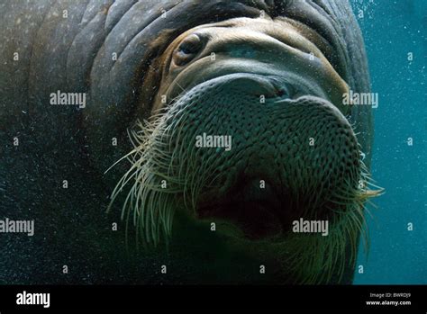 Female walrus hi-res stock photography and images - Alamy