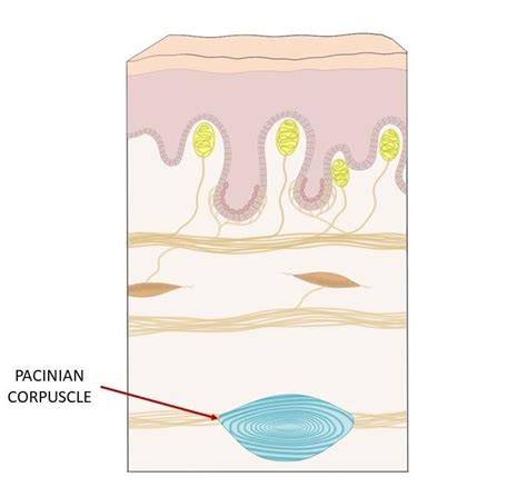 Pacinian corpuscles - definition