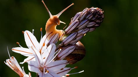 This wildlife photographer captures the hidden beauty of Malta’s natural environment