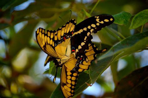 Butterfly Love | Butterflies mating. | Lindsey Krause | Flickr