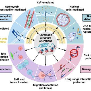 Overview of mechanotransduction pathways and chromatin structure ...