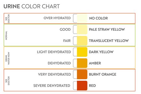 Urine color chart. Pee hydration and dehydration test strip. Vector ...