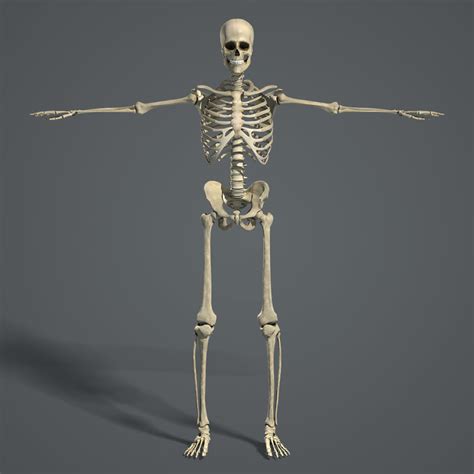 3d human skeletal