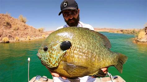 Giant Bluegill Sunfish