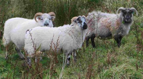 Boreray Lamb. Farm Direct