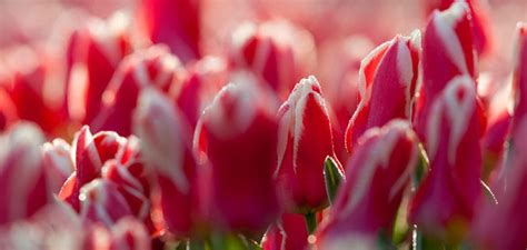 Best Spring Flowering Bulbs For Cold Climates