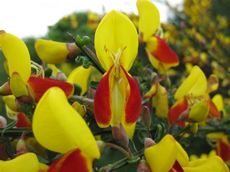 The Tartan Tour: Flowers of Scotland