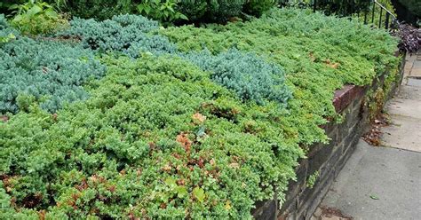 The Best Evergreen Shrubs for Your Garden | Gardener’s Path